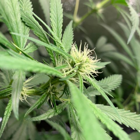 Turtle Toez #2 growlog timeline photo