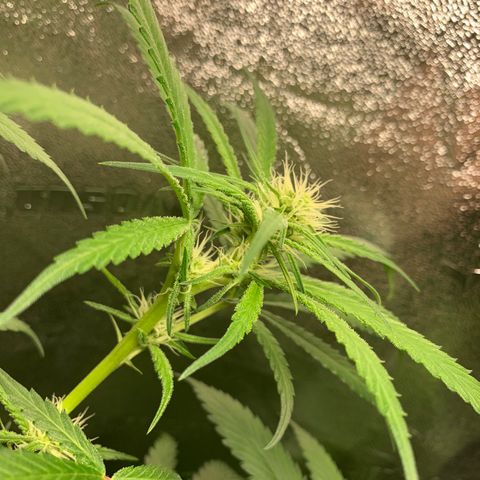 Turtle Toez #2 growlog timeline photo