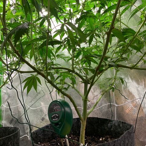 Turtle Toez #2 growlog timeline photo