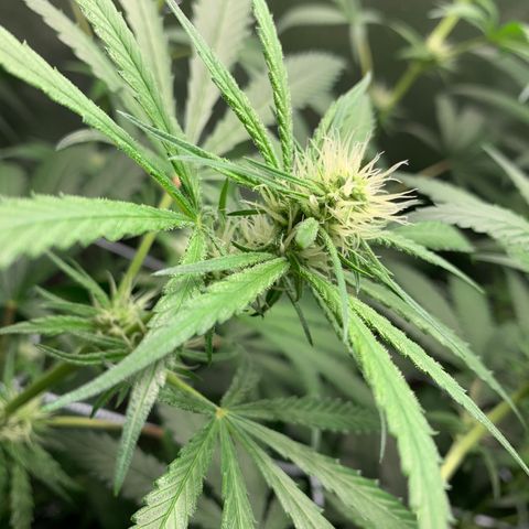 Turtle Toez #2 growlog timeline photo