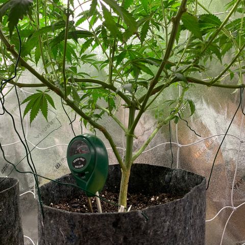 Turtle Toez #2 growlog timeline photo
