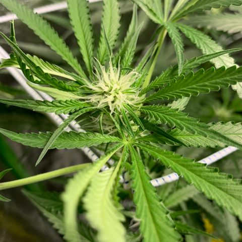 Turtle Toez #1 growlog timeline photo