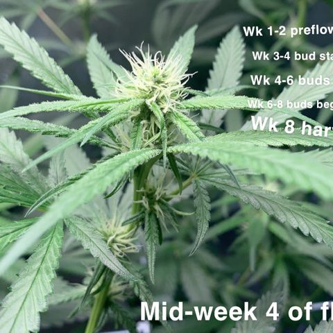 Turtle Toez #2 growlog timeline photo