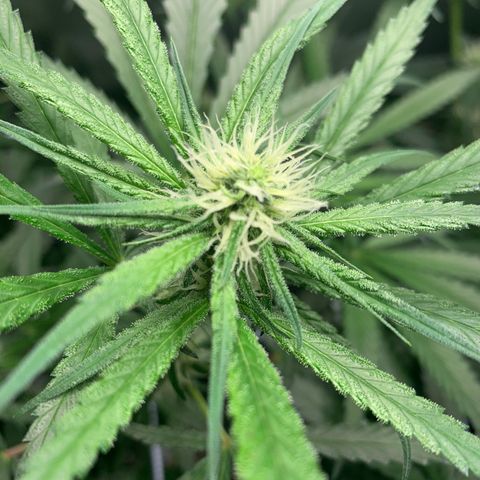 Turtle Toez #2 growlog timeline photo