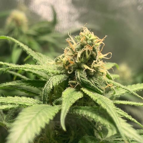 Turtle Toez #2 growlog timeline photo