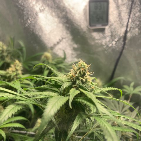 Turtle Toez #2 growlog timeline photo