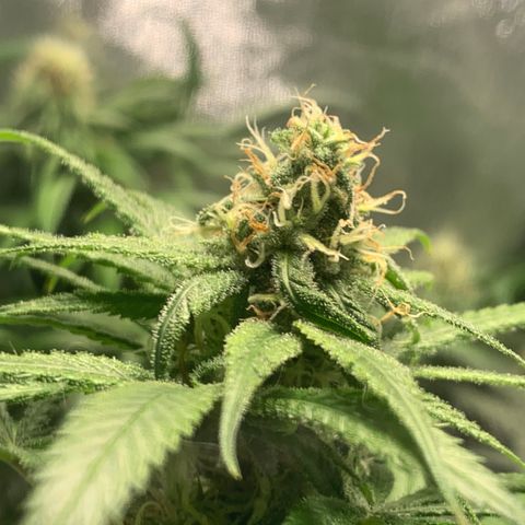 Turtle Toez #2 growlog timeline photo