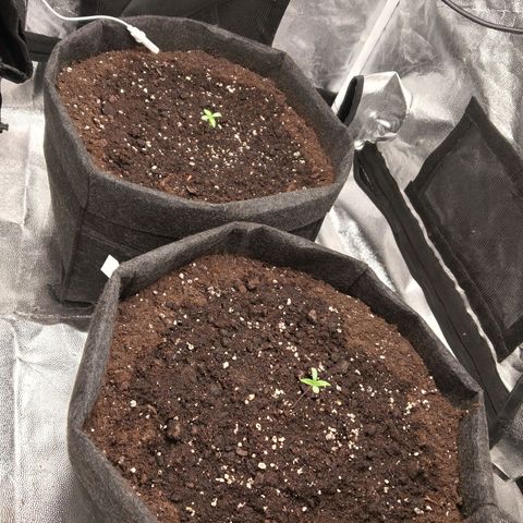 Gagarine #2 growlog timeline photo
