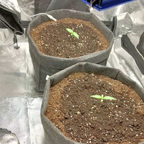 Gagarine #2 growlog timeline photo