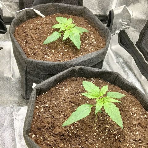 Gagarine #2 growlog timeline photo