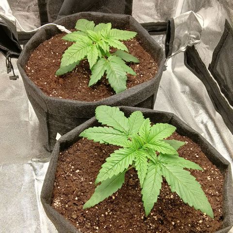 Gagarine #2 growlog timeline photo