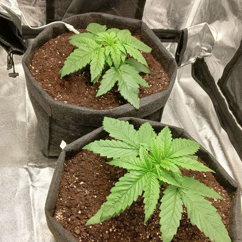 Gagarine #2 growlog timeline photo