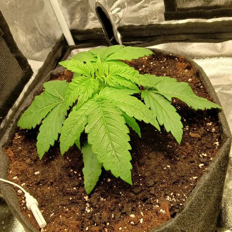 Gagarine #1 growlog timeline photo