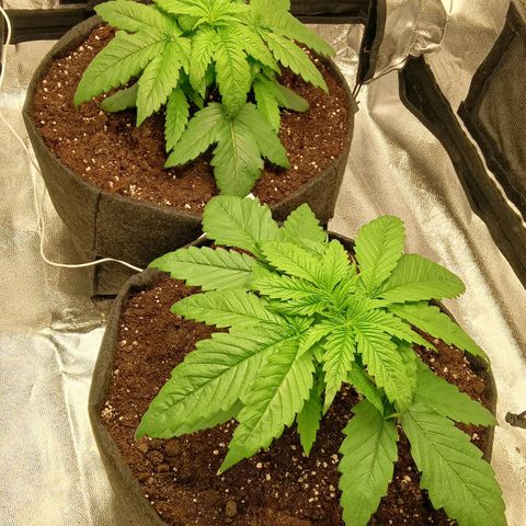 Gagarine #2 growlog timeline photo
