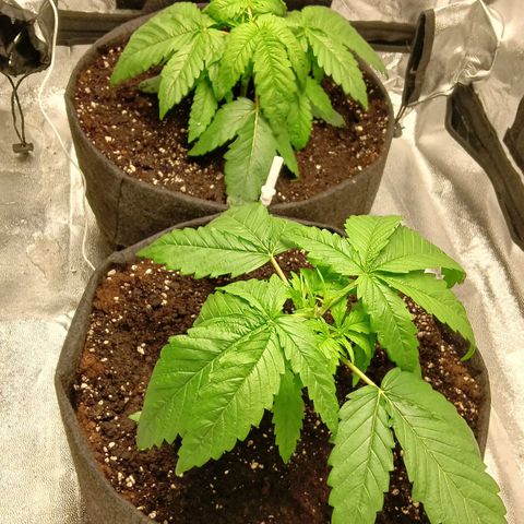 Gagarine #2 growlog timeline photo