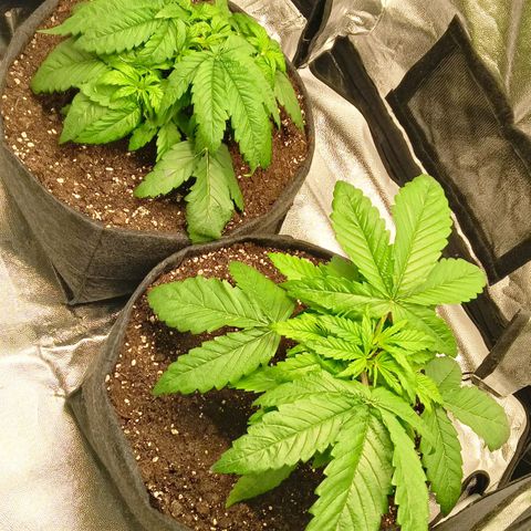 Gagarine #2 growlog timeline photo