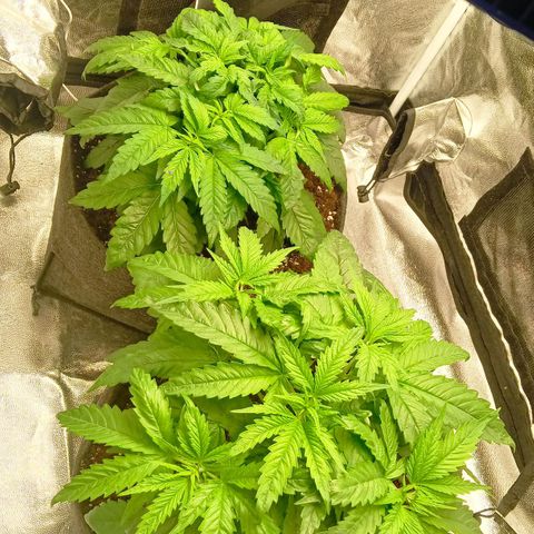 Gagarine #2 growlog timeline photo