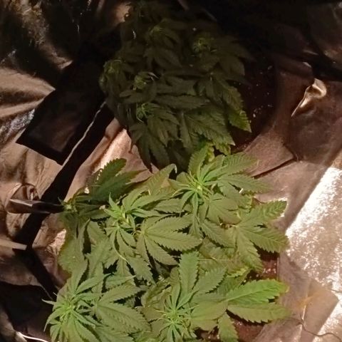 Gagarine #2 growlog timeline photo