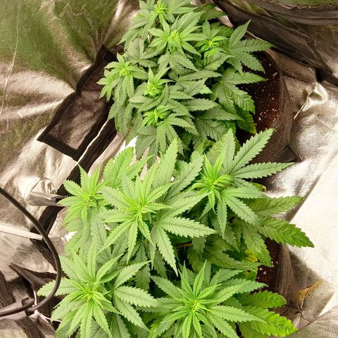 Gagarine #2 growlog timeline photo