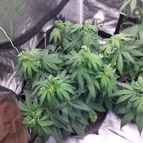 Gagarine #2 growlog timeline photo