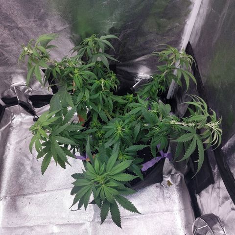 Gagarine #2 growlog timeline photo