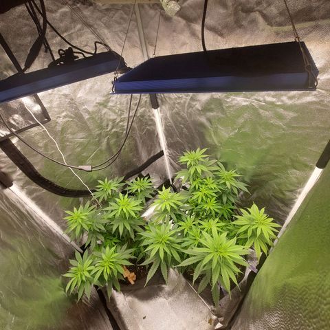 Gagarine #2 growlog timeline photo