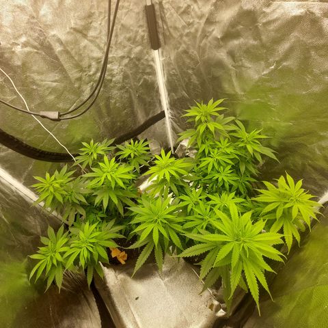 Gagarine #2 growlog timeline photo