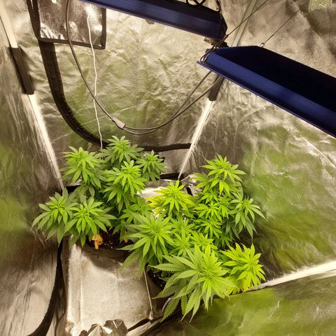 Gagarine #2 growlog timeline photo