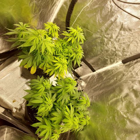 Gagarine #2 growlog timeline photo