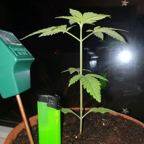 Mother Gorilla growlog timeline photo