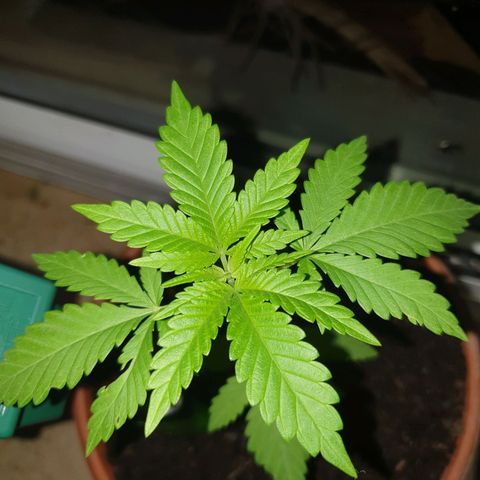 Mother Gorilla growlog timeline photo
