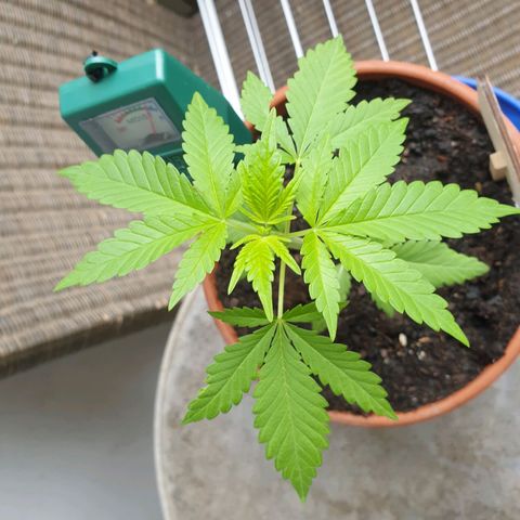 Mother Gorilla growlog timeline photo