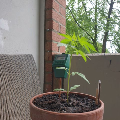 Mother Gorilla growlog timeline photo