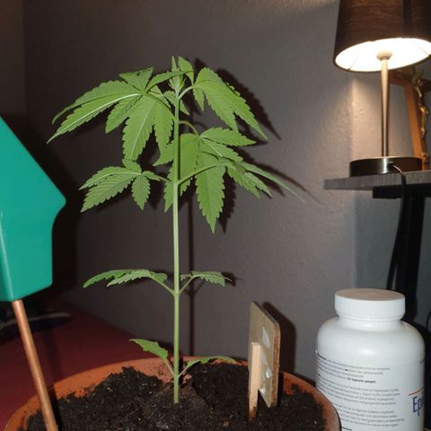 Mother Gorilla growlog timeline photo