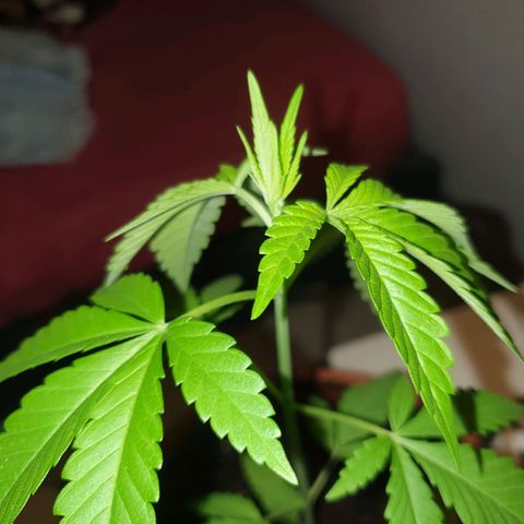 Mother Gorilla growlog timeline photo