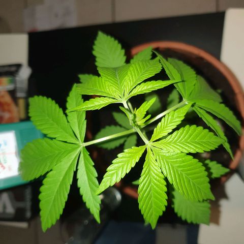 Mother Gorilla growlog timeline photo