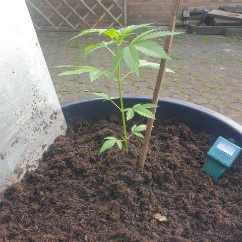 Mother Gorilla growlog timeline photo