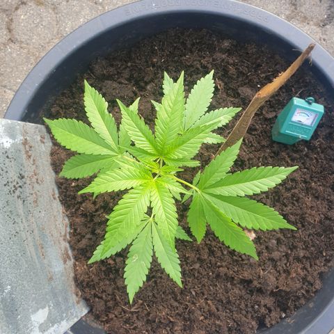 Mother Gorilla growlog timeline photo