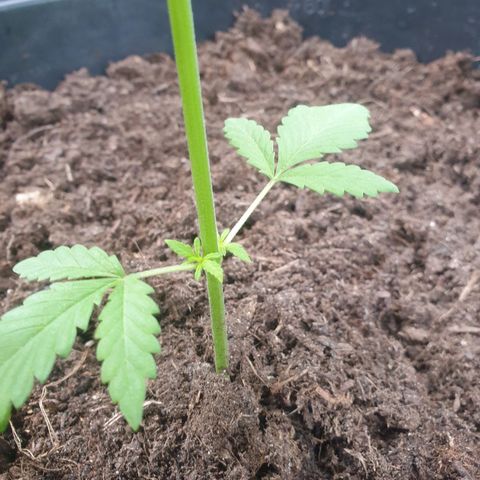 Mother Gorilla growlog timeline photo