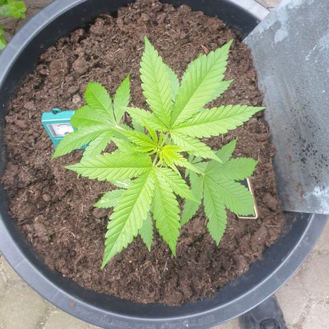 Mother Gorilla growlog timeline photo