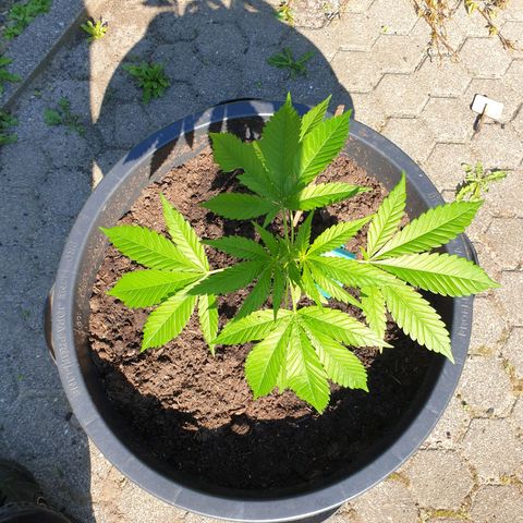 Mother Gorilla growlog timeline photo