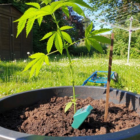 Mother Gorilla growlog timeline photo