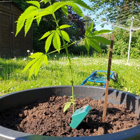 Mother Gorilla growlog timeline photo