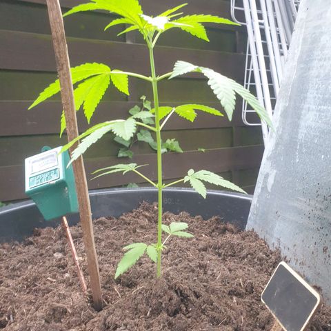 Mother Gorilla growlog timeline photo