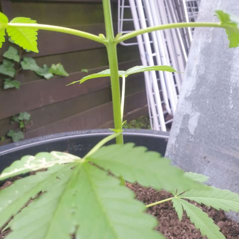 Mother Gorilla growlog timeline photo