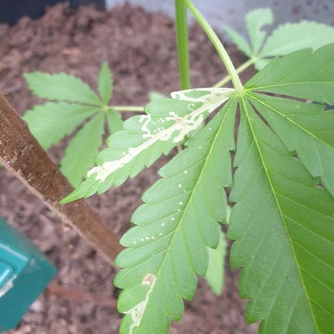 Mother Gorilla growlog timeline photo