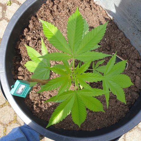 Mother Gorilla growlog timeline photo