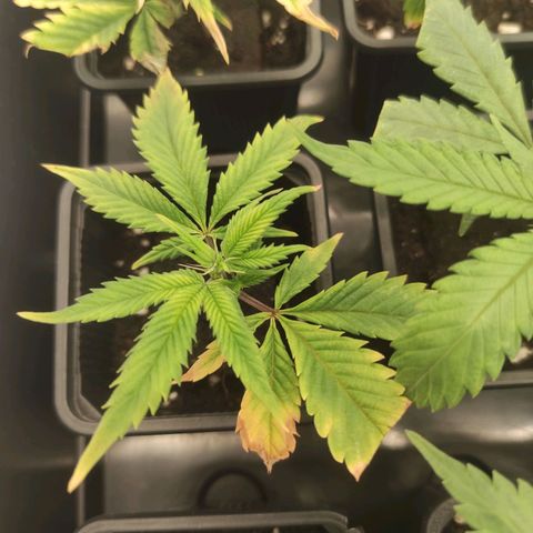 Seriotica  growlog timeline photo