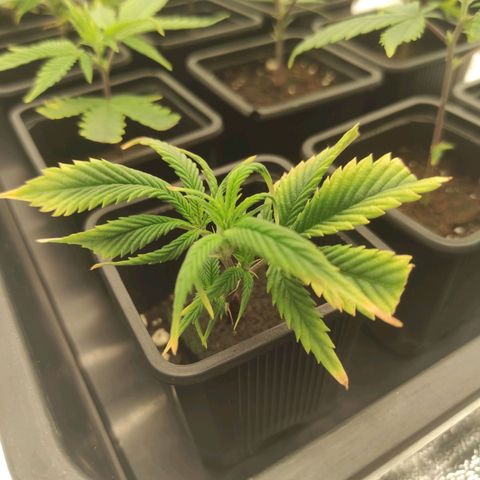 Seriotica  growlog timeline photo