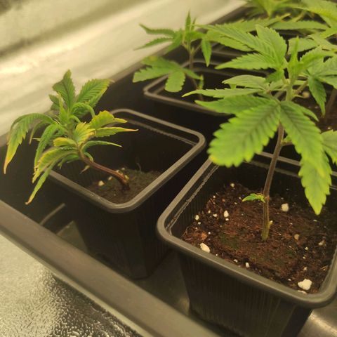 Seriotica  growlog timeline photo